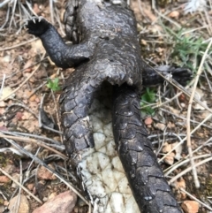 Tiliqua rugosa at Majura, ACT - 24 Aug 2017