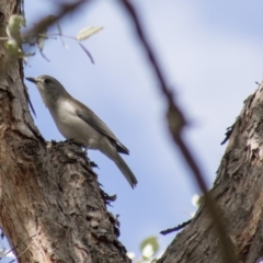 Colluricincla harmonica (Grey Shrikethrush) at Belconnen, ACT - 24 Aug 2017 by Alison Milton