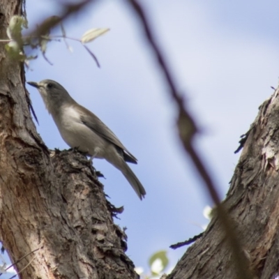 Colluricincla harmonica (Grey Shrikethrush) at Belconnen, ACT - 24 Aug 2017 by Alison Milton