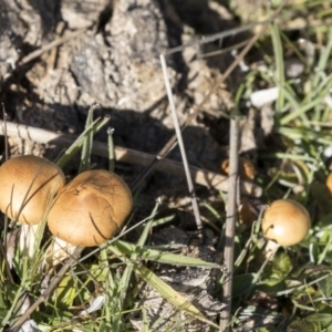 Agrocybe praecox group at Belconnen, ACT - 22 Aug 2017 08:34 AM