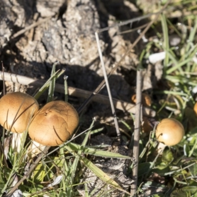 Agrocybe praecox group at Belconnen, ACT - 22 Aug 2017 by AlisonMilton