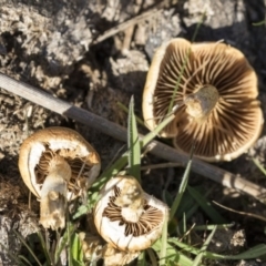 Agrocybe praecox group at Belconnen, ACT - 22 Aug 2017