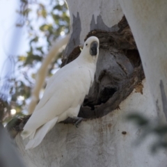 Cacatua galerita (Sulphur-crested Cockatoo) at Hawker, ACT - 22 Aug 2017 by AlisonMilton