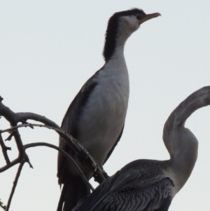 Microcarbo melanoleucos at Greenway, ACT - 22 Aug 2014