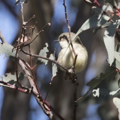 Acanthiza reguloides (Buff-rumped Thornbill) at Hawker, ACT - 21 Aug 2017 by Alison Milton