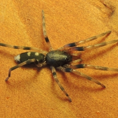 Lampona sp. (genus) (White-tailed spider) at Conder, ACT - 8 Aug 2016 by MichaelBedingfield