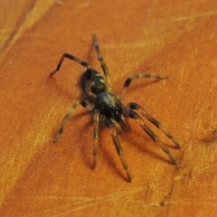 Lampona sp. (genus) at Conder, ACT - 8 Aug 2016