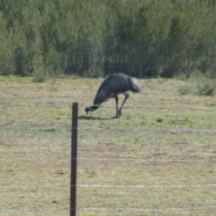 Dromaius novaehollandiae (Emu) at Paddys River, ACT - 12 Aug 2017 by ozza