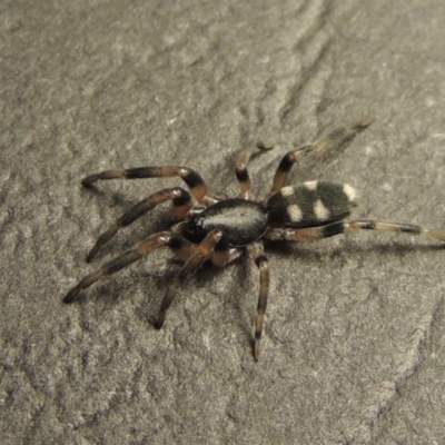 Lampona sp. (genus) (White-tailed spider) at Conder, ACT - 2 Sep 2016 by michaelb