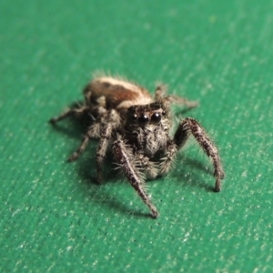 Sandalodes scopifer at Conder, ACT - 18 Aug 2016 10:46 PM