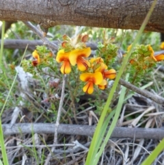 Pultenaea procumbens (Bush Pea) at Mount Taylor - 14 Oct 2015 by jksmits