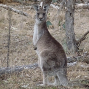 Macropus giganteus at Greenway, ACT - 24 Aug 2017