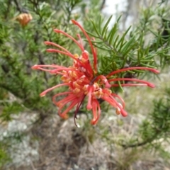 Grevillea juniperina subsp. fortis (Grevillea) at Greenway, ACT - 24 Aug 2017 by ozza