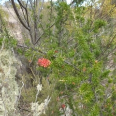 Grevillea juniperina subsp. fortis at Greenway, ACT - 24 Aug 2017