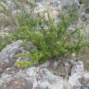 Grevillea juniperina subsp. fortis at Greenway, ACT - 24 Aug 2017 01:27 PM