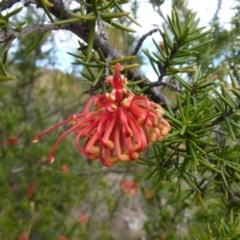 Grevillea juniperina subsp. fortis at Greenway, ACT - 24 Aug 2017 01:27 PM