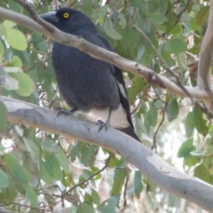 Strepera graculina (Pied Currawong) at Greenway, ACT - 24 Aug 2017 by ozza