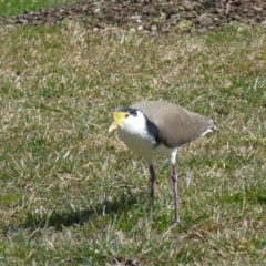 Vanellus miles at Greenway, ACT - 24 Aug 2017 12:53 PM