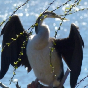 Anhinga novaehollandiae at Greenway, ACT - 20 Aug 2017 10:48 AM