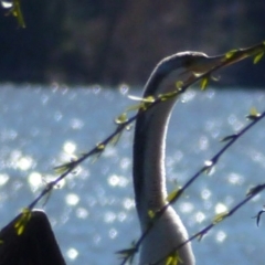 Anhinga novaehollandiae at Greenway, ACT - 20 Aug 2017 10:48 AM