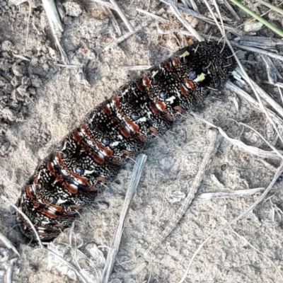 Apina callisto (Pasture Day Moth) at Queanbeyan West, NSW - 24 Aug 2017 by Speedsta