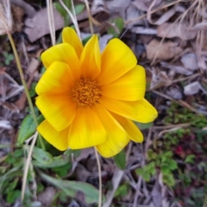 Gazania rigens at Griffith, ACT - 24 Aug 2017 03:54 PM