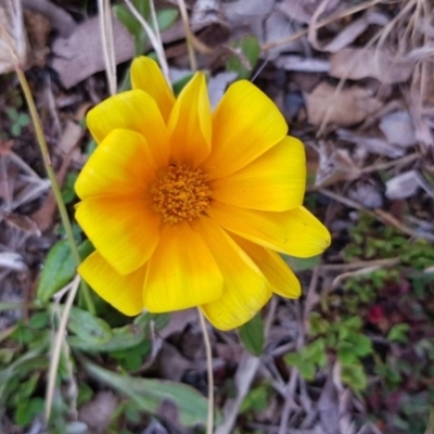 Gazania rigens (Treasure Flower) at Griffith, ACT - 24 Aug 2017 by Speedsta