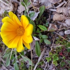 Gazania rigens at Griffith, ACT - 24 Aug 2017 03:54 PM