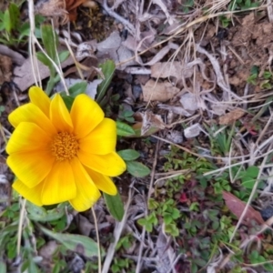 Gazania rigens at Griffith, ACT - 24 Aug 2017 03:54 PM