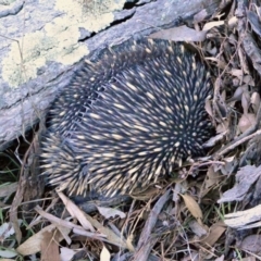 Tachyglossus aculeatus (Short-beaked Echidna) at Wanniassa Hill - 12 Aug 2017 by Jek