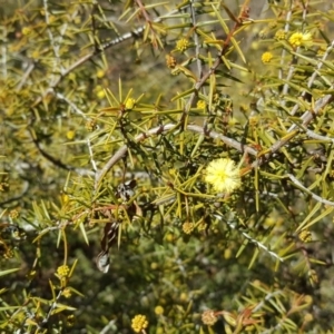 Acacia ulicifolia at O'Malley, ACT - 25 Aug 2017