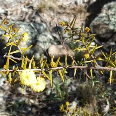 Acacia ulicifolia (Prickly Moses) at Garran, ACT - 25 Aug 2017 by Mike