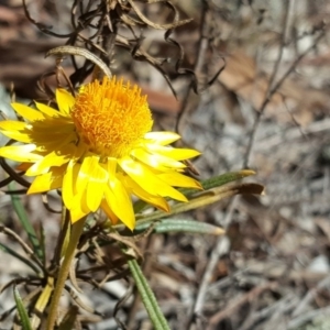 Xerochrysum viscosum at Garran, ACT - 25 Aug 2017