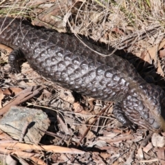 Tiliqua rugosa (Shingleback Lizard) at Canberra Central, ACT - 25 Aug 2017 by petersan