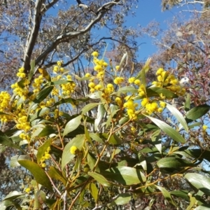 Acacia pycnantha at Symonston, ACT - 25 Aug 2017 02:48 PM