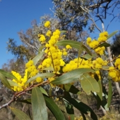 Acacia pycnantha at Symonston, ACT - 25 Aug 2017 02:48 PM