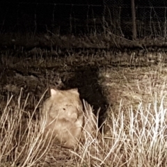 Vombatus ursinus (Bare-nosed Wombat) at Belconnen, ACT - 25 Aug 2017 by NathanaelC