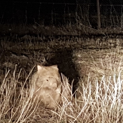 Vombatus ursinus (Bare-nosed Wombat) at Belconnen, ACT - 25 Aug 2017 by NathanaelC