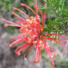 Grevillea juniperina subsp. fortis (Grevillea) at Greenway, ACT - 24 Aug 2017 by MatthewFrawley