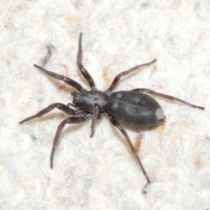 Lampona cylindrata at Conder, ACT - 5 Oct 2016 10:08 PM