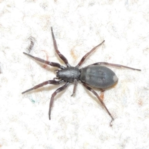 Lampona cylindrata at Conder, ACT - 5 Oct 2016 10:08 PM