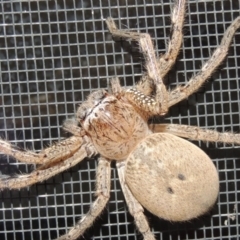 Neosparassus calligaster at Conder, ACT - 26 Oct 2016