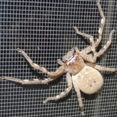 Neosparassus calligaster at Conder, ACT - 26 Oct 2016