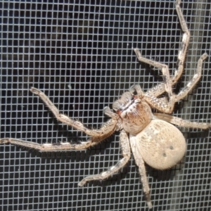 Neosparassus calligaster at Conder, ACT - 26 Oct 2016