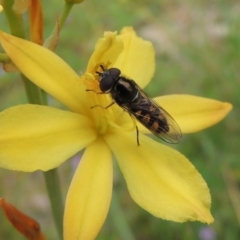 Melangyna viridiceps (Hover fly) at Conder, ACT - 30 Oct 2016 by michaelb