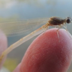 Zygoptera (suborder) at Pine Island to Point Hut - 29 Oct 2015 06:56 PM