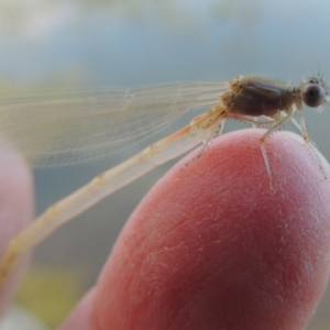 Zygoptera (suborder) at Pine Island to Point Hut - 29 Oct 2015