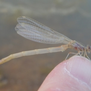 Zygoptera (suborder) at Pine Island to Point Hut - 29 Oct 2015