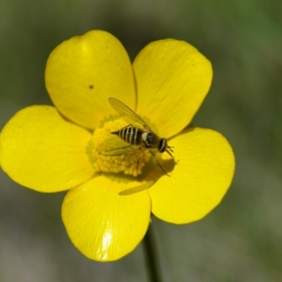 Australiphthiria hilaris (Slender Bee Fly) at Bolaro, NSW - 2 Dec 2013 by DavidMcKay