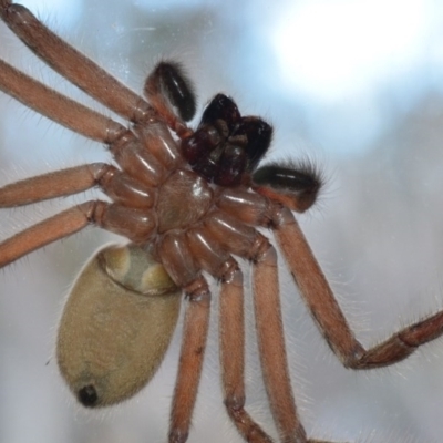 Delena cancerides (Social huntsman spider) at Bolaro, NSW - 13 Aug 2017 by DavidMcKay